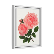 Pink Rose, La France Lithograph (1900)