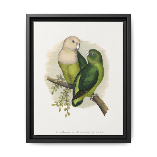 Grey-Headed or Madagascar Love-Bird (Agapornis canus) colored wood-engraved plate by Alexander Francis Lydon. - NOMADEN ART GALLERY