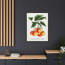 Gov Wood cherry lithograph. Digitally enhanced from our own original 1900 edition plates of Botanical Specimen published by Rochester Lithographing