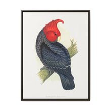 Gang-Gang Cockatoo (Callocephalon fimbriatum) colored wood-engraved plate by Alexander Francis Lydon - NOMADEN ART GALLERY