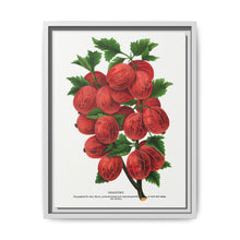 Industry Gooseberry lithograph. Digitally enhanced from our own original 1900 edition plates of Botanical Specimen published by Rochester Lithographing - NOMADEN ART GALLERY