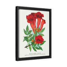 Trumpet flower lithograph. Digitally enhanced from our own original 1900 edition plates of Botanical Specimen published by Rochester Lithographing