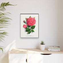 Pink rose, Anna De Diesbach lithograph. Digitally enhanced from our own original 1900 edition plates of Botanical Specimen published by Rochester Lithographing