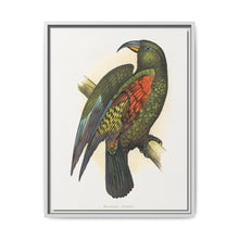 Mountain Parrot (Nestor notabilis) colored wood-engraved plate by Alexander Francis Lydon - NOMADEN ART GALLERY