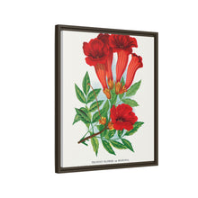 Trumpet flower lithograph. Digitally enhanced from our own original 1900 edition plates of Botanical Specimen published by Rochester Lithographing