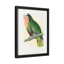 Red-Throated White-Fronted Amazon (Amazona leucocephala) colored wood-engraved plate by Alexander Francis Lydon.