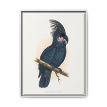 Great Black Cockatoo (Probosciger aterrimus) colored wood-engraved plate by Alexander Francis Lydon - NOMADEN ART GALLERY