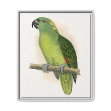 Yellow-Naped Amazon (Amazona auropalliata) colored wood-engraved plate by Alexander Francis Lydon - NOMADEN ART GALLERY