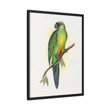 Masked Parrakeet (Prosopeia personata) colored wood-engraved plate by Alexander Francis Lydon