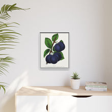 Niagara plum lithograph. Digitally enhanced from our own original 1900 edition plates of Botanical Specimen published by Rochester Lithographing