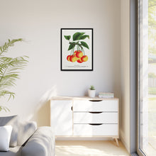 Gov Wood cherry lithograph. Digitally enhanced from our own original 1900 edition plates of Botanical Specimen published by Rochester Lithographing
