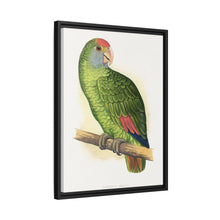 Dufresne's Amazon (Amazona dufresniana) colored wood-engraved plate by Alexander Francis Lydon