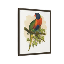 Blue Mountain Lory (Trichoglossus moluccanus) colored wood-engraved plate by Alexander Francis Lydon.