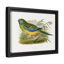 Turquoisine (Neophema pulchella) colored wood-engraved plate by Alexander Francis Lydon