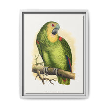 Blue-Fronted Amazon (Amazona aestiva) colored wood-engraved plate by Alexander Francis Lydon - NOMADEN ART GALLERY