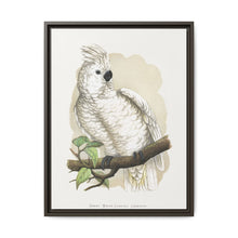 Great White-Crested Cockatoo (Cacatua alba) colored wood-engraved plate by Alexander Francis Lydon - NOMADEN ART GALLERY