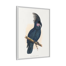 Great Black Cockatoo (Probosciger aterrimus) colored wood-engraved plate by Alexander Francis Lydon