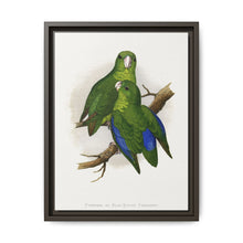Passerine or Blue-winged Parrakeet (Psittacula columboides) colored wood-engraved plate by Alexander Francis Lydon - NOMADEN ART GALLERY