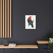 Gang-Gang Cockatoo (Callocephalon fimbriatum) colored wood-engraved plate by Alexander Francis Lydon