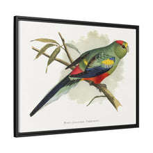 Many-Coloured Parrakeet (Psephotellus varius) colored wood-engraved plate by Alexander Francis Lydon
