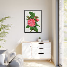 Pink rose, Salet Moss lithograph. Digitally enhanced from our own original 1900 edition plates of Botanical Specimen published by Rochester Lithographing