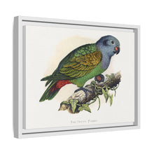 Red-Vented Parrot (Amazona martinicana) colored wood-engraved plate by Alexander Francis Lydon