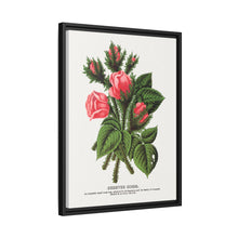 Pink roses, Crested Moss lithograph. Digitally enhanced from our own original 1900 edition plates of Botanical Specimen published by Rochester Lithographing