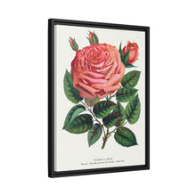 Pink rose, Glorie de Dijon lithograph. Digitally enhanced from our own original 1900 edition plates of Botanical Specimen published by Rochester Lithographing