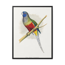 Blue Bonnet Parrakeet (Northiella haematogaster) colored wood-engraved plate by Alexander Francis Lydon. - NOMADEN ART GALLERY