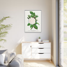 Rose, Perpetual White Moss lithograph. Digitally enhanced from our own original 1900 edition plates of Botanical Specimen published by Rochester Lithographing