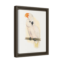 Great Salmon-Crested Cockatoo (CACATUA MOLUCCENSIS) colored wood-engraved plate by Alexander Francis Lydon.