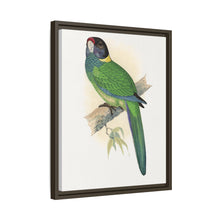 Lydon's Yellow-Naped Parrakeet | Vintage Bird Wall Art Print