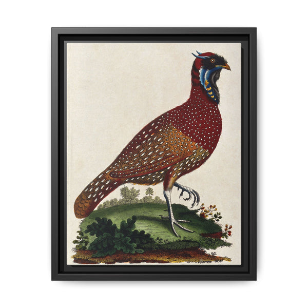 A horned Indian pheasant standing on the grass by J. Pass after J. E. Ihle. - NOMADEN ART GALLERY