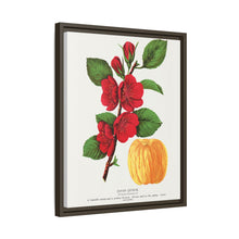 Japan Quince tree lithograph. Digitally enhanced from our own original 1900 edition plates of Botanical Specimen published by Rochester Lithographing