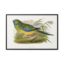 Turquoisine (Neophema pulchella) colored wood-engraved plate by Alexander Francis Lydon - NOMADEN ART GALLERY