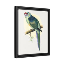 Barnard's Parrakeet (Barnardius barnardi) colored wood-engraved plate by Alexander Francis Lydon - NOMADEN ART GALLERY