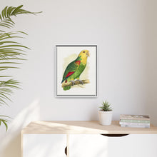 Double-Fronted or Le Vaillant's Amazon (Amazona oratrix) colored wood-engraved plate by Alexander Francis Lydon.