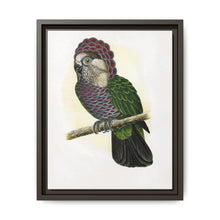 Hawk-Headed Parrot (Deroptyus accipitrinus) colored wood-engraved plate by Alexander Francis Lydon. - NOMADEN ART GALLERY