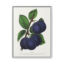 Niagara plum lithograph. Digitally enhanced from our own original 1900 edition plates of Botanical Specimen published by Rochester Lithographing - NOMADEN ART GALLERY