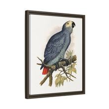 Grey Parrot (Psittacus erithacus) colored wood-engraved plate by Alexander Francis Lydon.