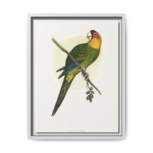 Carolina Parrot (Conuropsis carolinensis) colored wood-engraved plate by Alexander Francis Lydon. - NOMADEN ART GALLERY