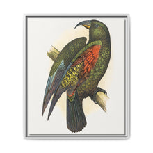 Mountain Parrot (Nestor notabilis) colored wood-engraved plate by Alexander Francis Lydon - NOMADEN ART GALLERY