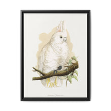 Goffin's Cockatoo (Cacatua goffiniana) colored wood-engraved plate by Alexander Francis Lydon. - NOMADEN ART GALLERY