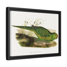 Green Ground Parrot (Pezoporus wallicus) colored wood-engraved plate by Alexander Francis Lydon
