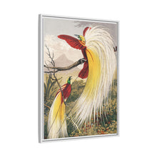 Birds of Paradise: Vintage Natural History Art by Benjamin Fawcett (1808 - 1893)
