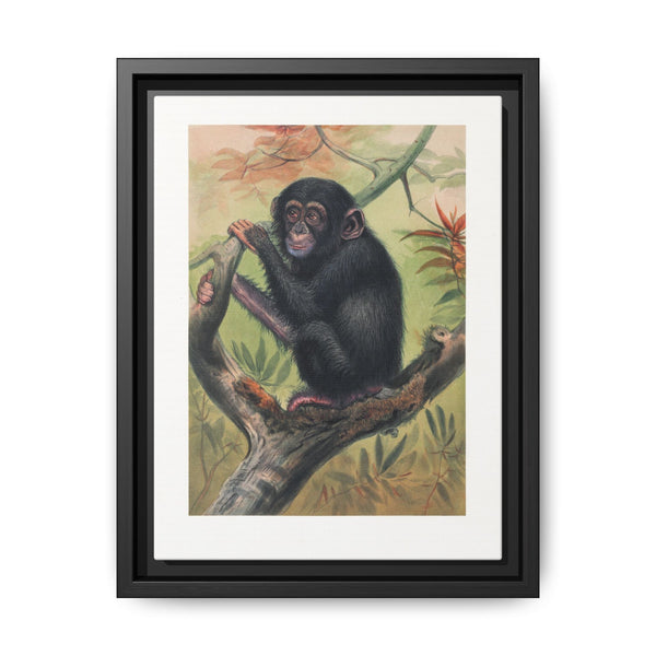 The Chimpanzee from Zoological sketches (1861-1867) by Joseph Wolf and Philip Lutley Sclater.