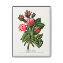 Pink roses, Crested Moss lithograph. Digitally enhanced from our own original 1900 edition plates of Botanical Specimen published by Rochester Lithographing - NOMADEN ART GALLERY