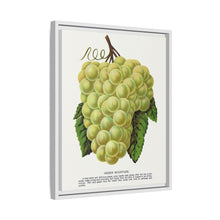Green Mountain grape lithograph. Digitally enhanced from our own original 1900 edition plates of Botanical Specimen published by Rochester Lithographing