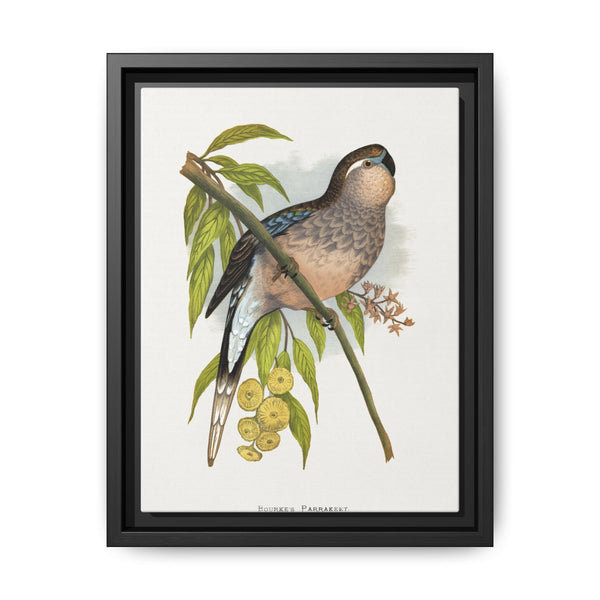 Bourke's Parrakeet (Neopsephotus bourkii) colored wood-engraved plate by Alexander Francis Lydon. - NOMADEN ART GALLERY