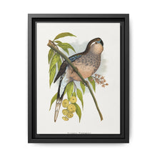 Bourke's Parrakeet (Neopsephotus bourkii) colored wood-engraved plate by Alexander Francis Lydon. - NOMADEN ART GALLERY